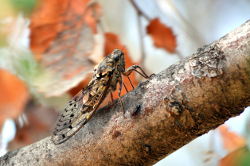 close-up photo of cigale, the insect, showing delicate wings