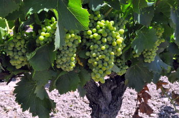 The Irish playright Samuel Beckett, working for the Resistance during World War II, hid in Roussillon and worked in a vineyard: Photo Copyright Marcia M. Mueller